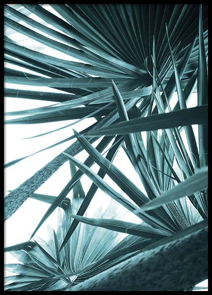 Bismarck Palm No1 Poster nel gruppo Poster / Fotografia presso Desenio AB (10128)