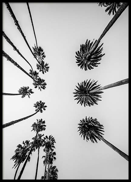 Palm Trees Above Poster nel gruppo Poster / Bianco e nero  presso Desenio AB (10234)