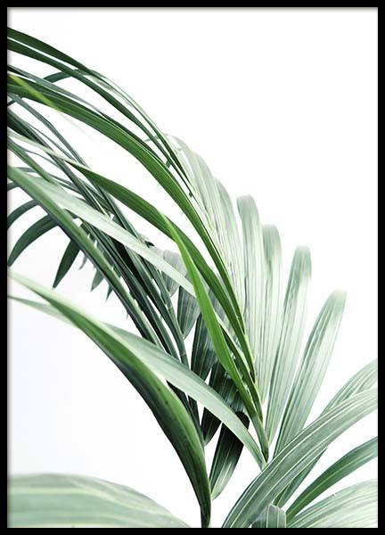 Palm Tree Leaves Close Up Poster nel gruppo Poster / Fotografia presso Desenio AB (10244)
