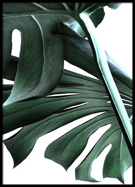 Big Monstera No.2 Poster nel gruppo Poster / Fotografia presso Desenio AB (10737)