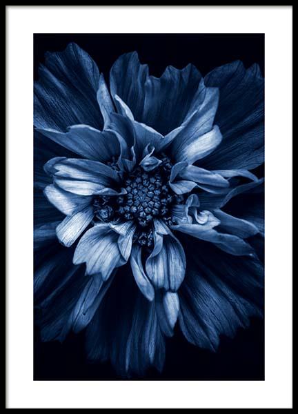 Blue Anemone Poster nel gruppo Poster / Fotografia presso Desenio AB (11663)