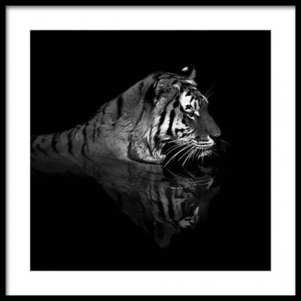 Tiger in Water Poster nel gruppo Poster / Fotografia presso Desenio AB (11688)