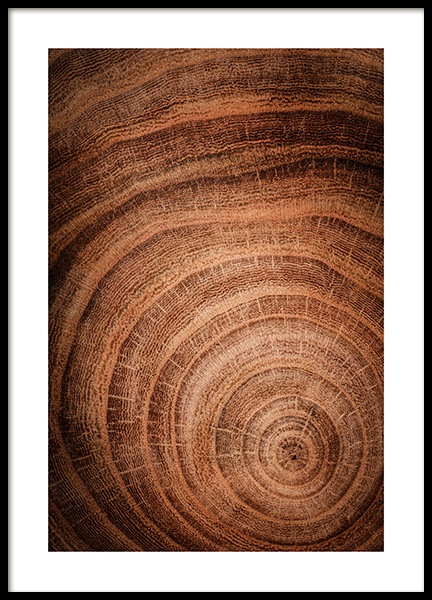 Growth Rings Poster nel gruppo Poster / Natura presso Desenio AB (11873)