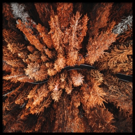 Autumn Colors Poster nel gruppo Poster / Natura presso Desenio AB (11875)