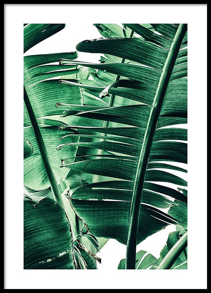 Banana Palm Leaves No1 Poster nel gruppo Poster / Fotografia presso Desenio AB (12052)