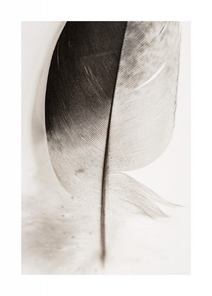 Lost Feather Poster nel gruppo Poster / Fotografia presso Desenio AB (12982)