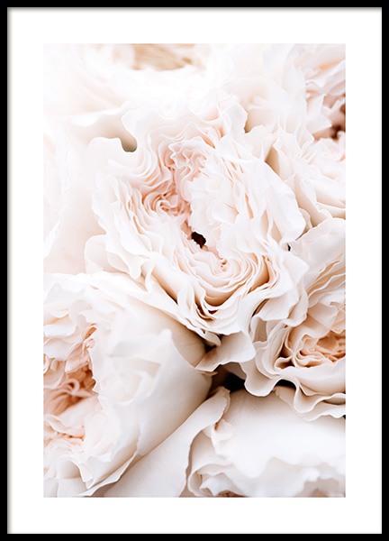 Blossoming Roses Poster nel gruppo Poster / Fotografia presso Desenio AB (12995)