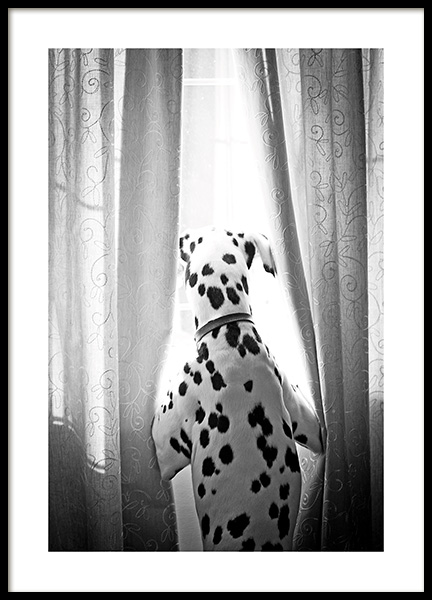 Dog in Window Poster nel gruppo Poster / Animali /  presso Desenio AB (13593)