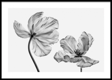 Black and White Tulips Poster nel gruppo  presso Desenio AB (13613)
