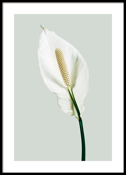 Peace Lily Poster nel gruppo Poster / Fiori & Piante / Quadri floreali presso Desenio AB (13979)