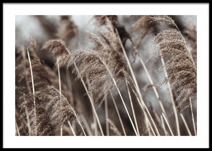 Dried Field Poster nel gruppo Poster / Fotografia presso Desenio AB (14906)