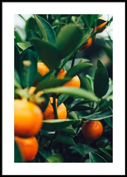 Orange Tree One Poster nel gruppo Poster / Fotografia presso Desenio AB (2469)