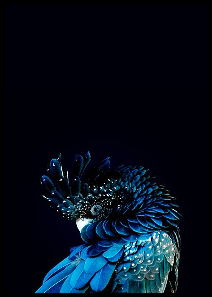 Blue Cockatoo Poster nel gruppo Poster / Fotografia presso Desenio AB (2730)