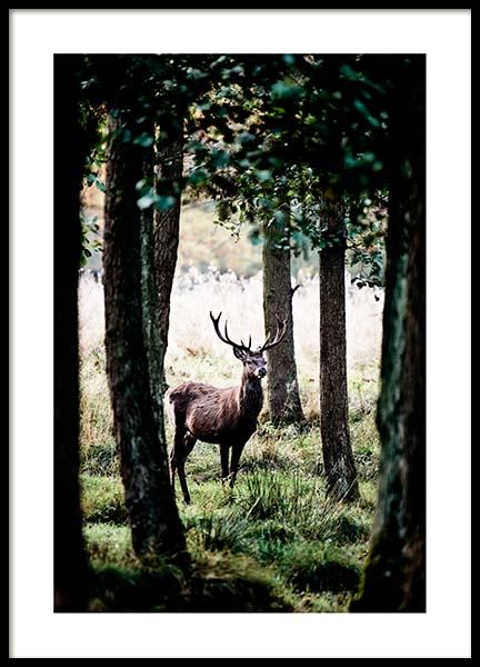 Stag In Forest Poster nel gruppo Poster / Natura presso Desenio AB (2743)
