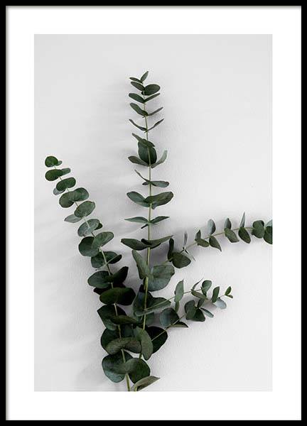 Eucalyptus Branch Three Poster nel gruppo Poster / Fotografia presso Desenio AB (3394)