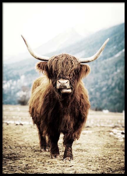 Highland Cattle On Field Poster nel gruppo Poster / Animali presso Desenio AB (3543)