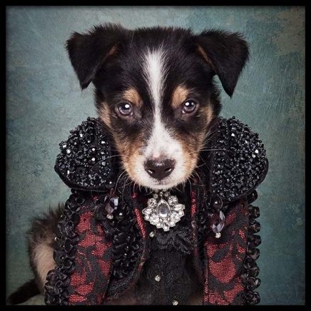 Puppy Portrait 2 Poster nel gruppo Poster / Quadri per bambini presso Desenio AB (3726)