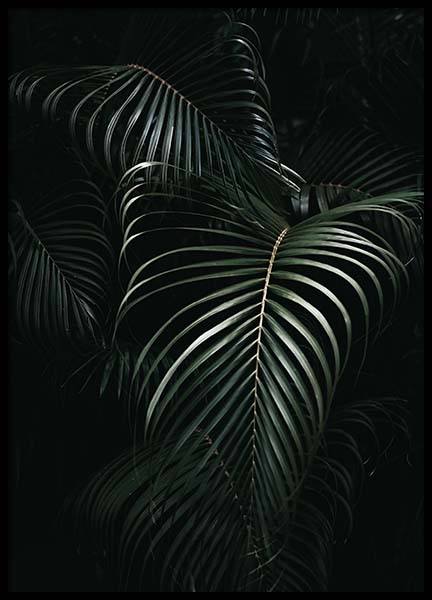 Dark Green Palm Leaves No1 Poster nel gruppo Poster / Fotografia presso Desenio AB (3772)