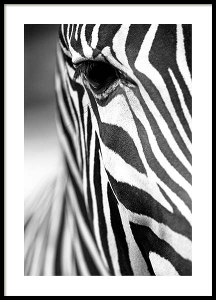 Zebra Close Up Poster nel gruppo Poster / Bianco e nero  presso Desenio AB (3855)