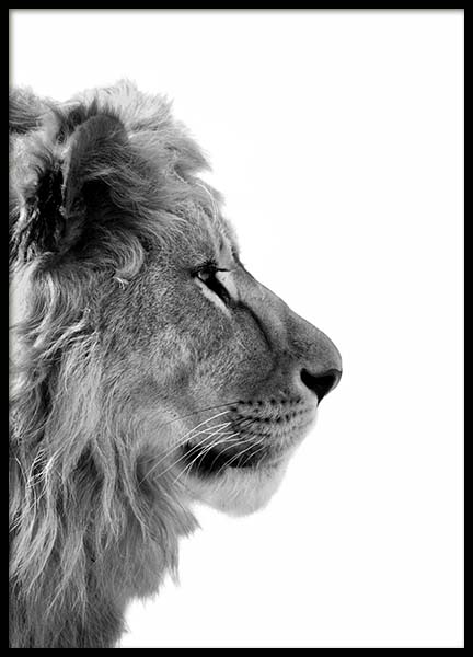 Lion From Side Poster nel gruppo Poster / Bianco e nero  presso Desenio AB (3892)