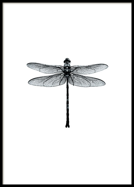 Dragonfly Black And White Poster nel gruppo Poster / Bianco e nero  presso Desenio AB (7568)
