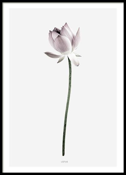 Lotus Poster nel gruppo Poster / Fiori & Piante / Quadri floreali presso Desenio AB (7910)