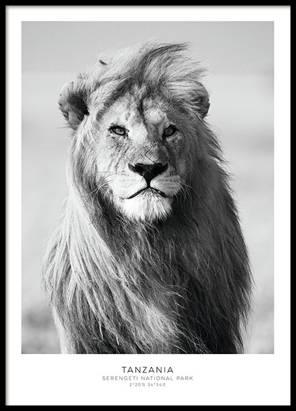Lion Poster nel gruppo Poster / Bianco e nero  presso Desenio AB (7949)