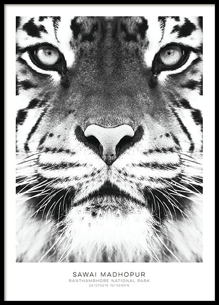 Tiger Poster nel gruppo Poster / Bianco e nero  presso Desenio AB (7950)