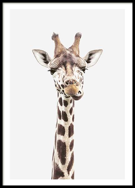 Baby Giraffe Poster nel gruppo Poster / Animali / Animali selvaggi / Giraffa presso Desenio AB (8358)