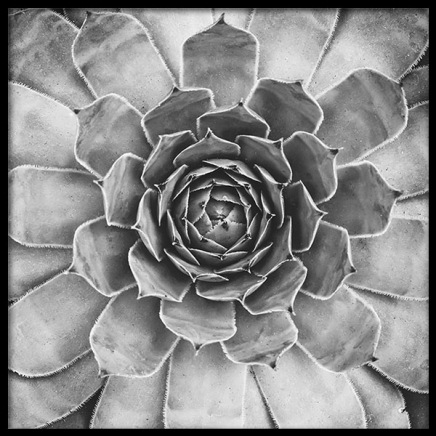 B&W Cactus Plant Poster nel gruppo Poster / Bianco e nero  presso Desenio AB (8583)