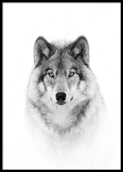 Wolf Poster nel gruppo Poster / Bianco e nero  presso Desenio AB (8693)