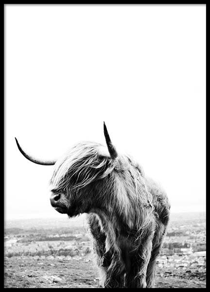 Highland Cow Poster nel gruppo Poster / Fotografia presso Desenio AB (8825)