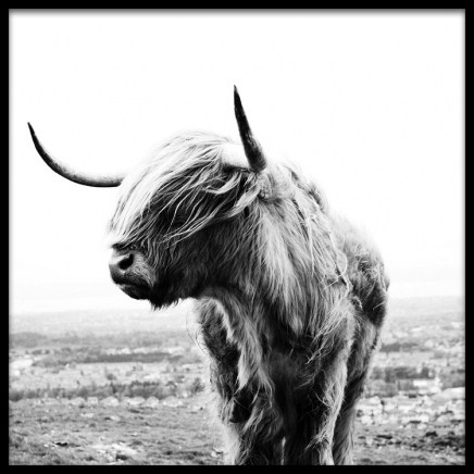 Highland Cow B&W Poster nel gruppo Poster / Animali presso Desenio AB (8826)