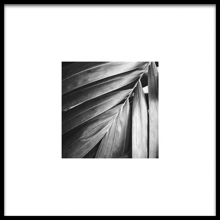 Palm Tree Leaf Poster nel gruppo Poster / Bianco e nero  presso Desenio AB (8956)