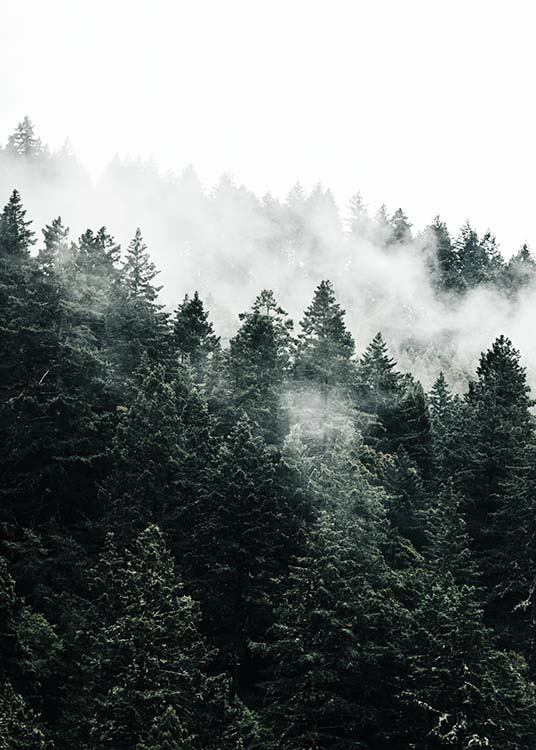Pine Tree In The Fog Poster / Natura presso Desenio AB (10090)