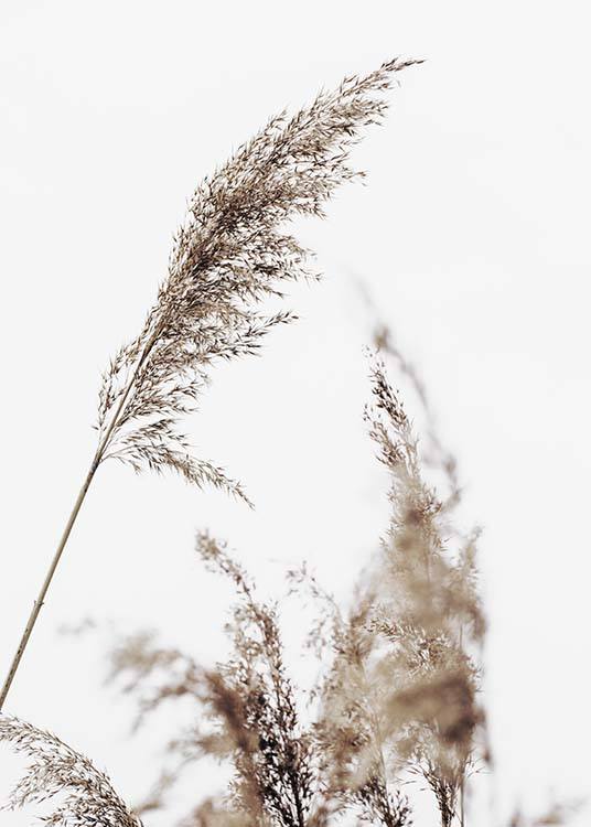  – Fotografia di steli d’erba secchi beige con un cielo grigio sullo sfondo