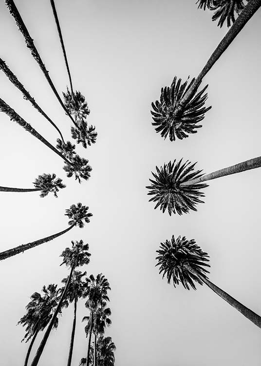 Palm Trees Above Poster / Bianco e nero  presso Desenio AB (10234)