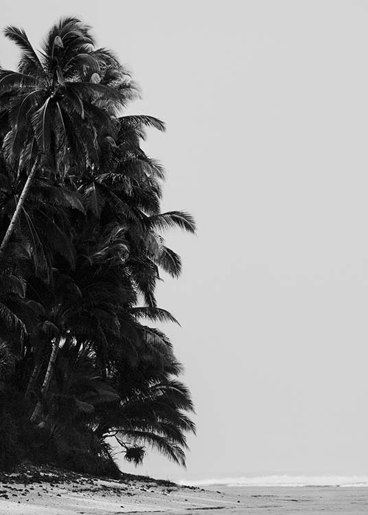 Palm Trees By Sea Poster / Bianco e nero  presso Desenio AB (10235)
