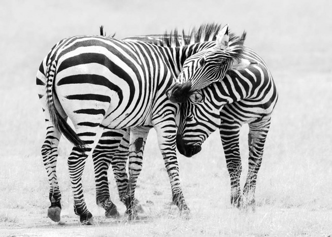 Zebra Love Poster / Bianco e nero  presso Desenio AB (10398)