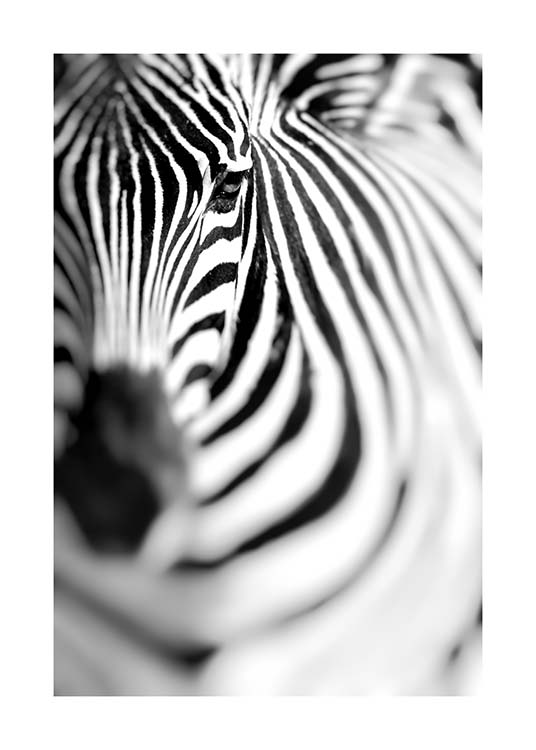 Zebra Portrait Poster / Bianco e nero  presso Desenio AB (10400)