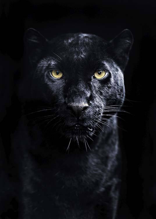Panther Poster / Fotografia presso Desenio AB (10403)