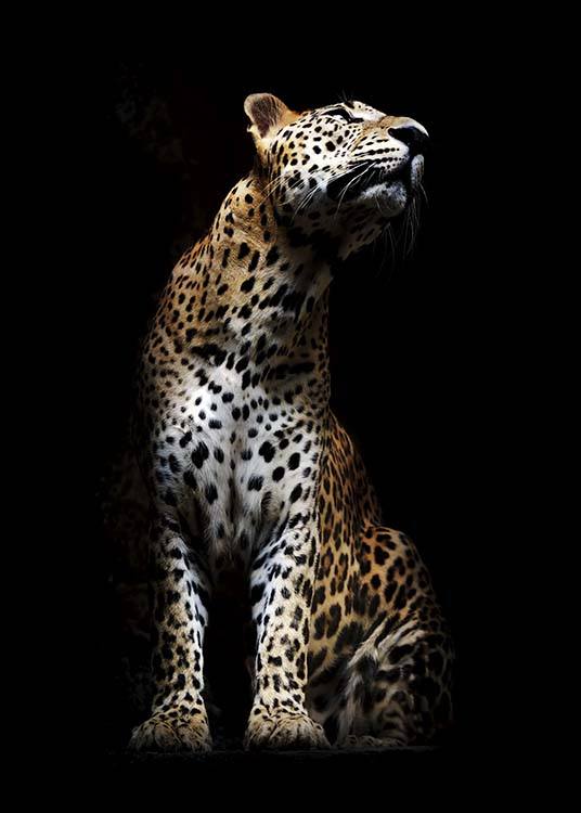 Leopard In Light Poster / Fotografia presso Desenio AB (10404)