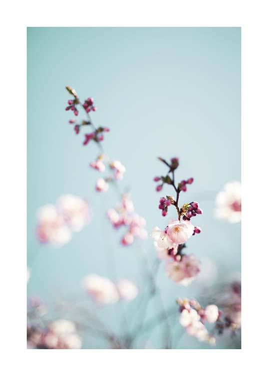 Cherry Blossom No2 Poster / Fotografia presso Desenio AB (10427)