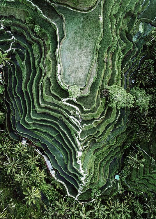 – Fotografia naturalistica di un campo di riso scattata dall''alto