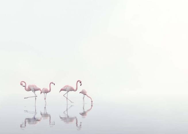 Flamingos on Foggy Water Poster / Natura presso Desenio AB (10447)