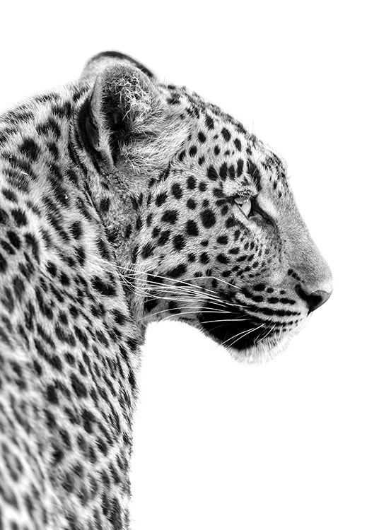 Leopard Profile Poster / Bianco e nero  presso Desenio AB (10656)