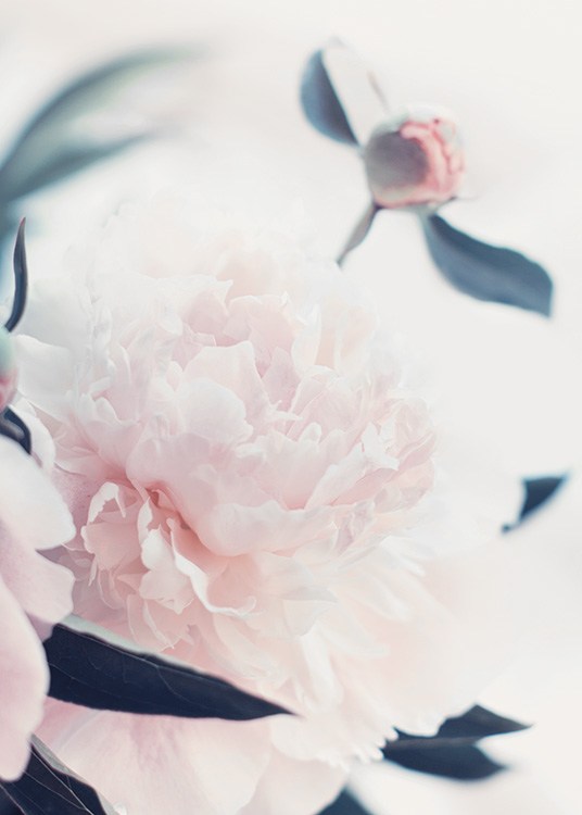 – Poster con fiori chiari