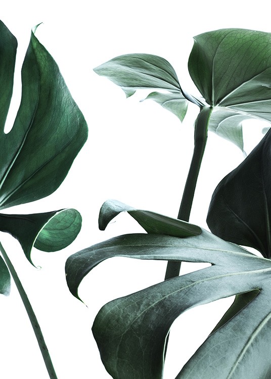 Big Monstera No.3 Poster