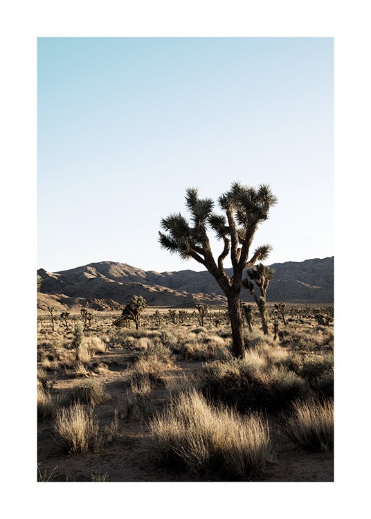 Joshua Tree National Park Poster / Quadri deserto presso Desenio AB (10798)