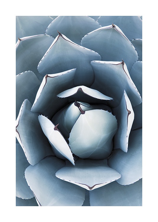 Blue Agave No1 Poster